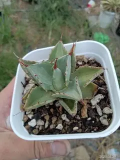 2025年最新】ホリダ 白中斑の人気アイテム - メルカリ