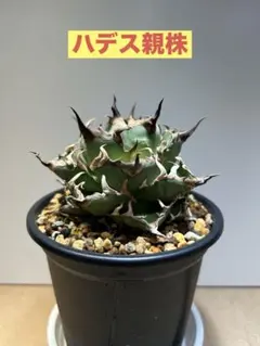 2025年最新】アガベ ハデス 子株の人気アイテム - メルカリ