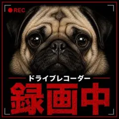 防水ステッカー　ドラコレ録画中　パグ　動物　犬　かわいい