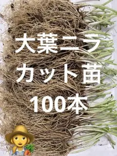 何度も収穫可　大葉ニラカット苗100本
