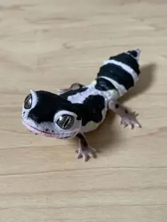 レオパードゲッコー カプセルトイ
