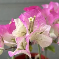 2026年最新】ブーゲンビリアの人気アイテム - メルカリ