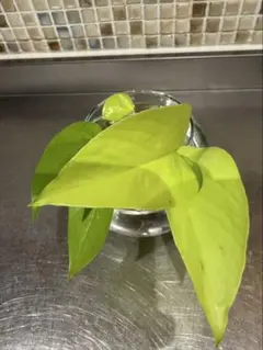 ポトス 3点セット 観葉植物⑥のサムネイル