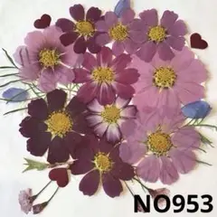 押し花素材NO953コスモス4