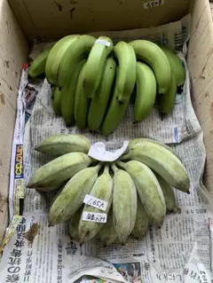 南国石垣島産 ハワイ種ジュワリーパイン実生苗 1株鑑賞しながら収穫を
