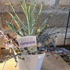 セントーレア・ブラックボール