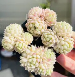 多肉植物　ラノリンボール 4苗群生セット　根土付き発送　エケベリア韓