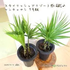 2025年最新】アレカヤシの人気アイテム - メルカリ