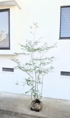 2025年最新】ドウダンツツジ 山採りの人気アイテム - メルカリ