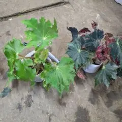 ota様 リクエスト 2点 まとめ商品