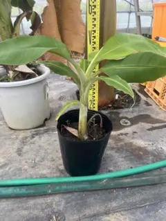 4 超希少 レア フェイジョア アントワネット 挿し木苗 高さ100cm程 超