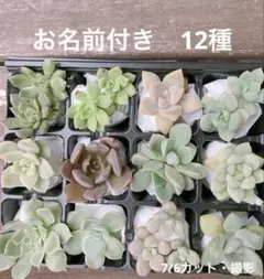 名前付き　12種セット　詰め合わせ　カット苗のサムネイル
