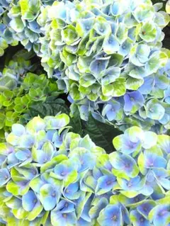 プレミアムハイドランジア ママン 来季用 種苗登録準備中のNewな紫陽花