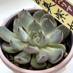 多肉植物 錦 ピンクブロリー錦 カット苗 - メルカリ