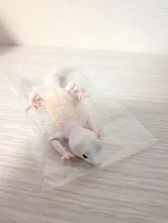 いきもの大図鑑アドバンス　ヒョウモントカゲモドキ　ブリザード