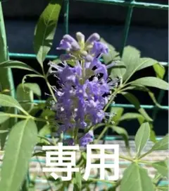 2025年最新】ニンジンボクの人気アイテム - メルカリ