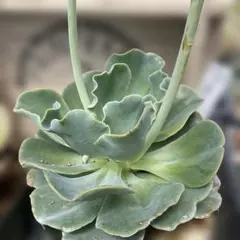 フィレンツェ錦 Echeveria Firenze mutation - メルカリ