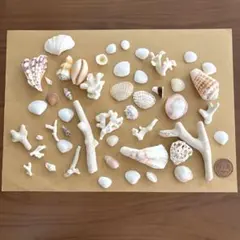 浜辺セット 貝殻 珊瑚 サンゴ