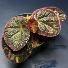 2026年最新】ベゴニア 原種の人気アイテム - メルカリ