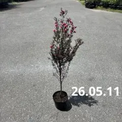 ブルー系大型ギボウシ 1株 抜き苗（土・ポットなし）写真のもの
