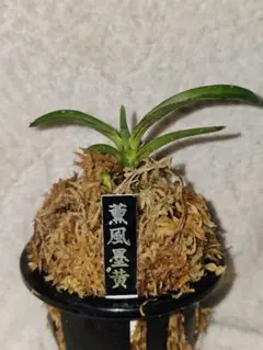 富貴蘭 3点セット 白牡丹 華泉 吟興黄縞 - メルカリ