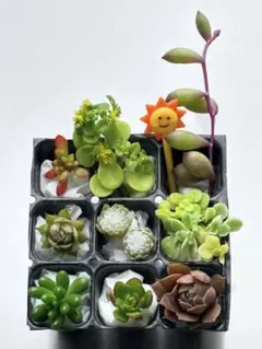 多肉植物 寄せ植え 9種セット