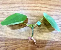 しーさん様 リクエスト 2点 まとめ商品