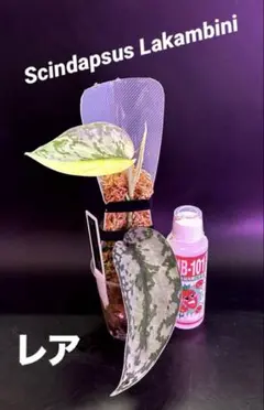 スキンダプサス レア SALE G1 - メルカリ