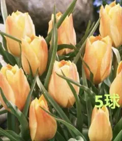 R-A【プロフご確認下さいませ】様 リクエスト 2点 まとめ商品