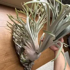 P. veitchii Auburn River RBC（sporeling）② - メルカリ