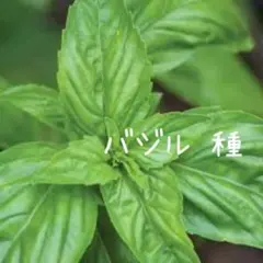 バジル 種 200粒