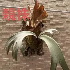 親株サイズ“ペドロ上” コモレビプランツハウスワイルド 板付