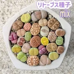 Seether様 リクエスト 3点 まとめ商品