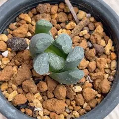 万象　ハオルチア　多肉植物