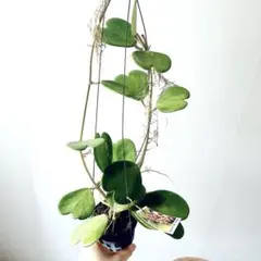 Hoya Callistophylla (Giant) - メルカリ