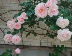 つる薔薇 ユキコ 挿し穂 5本 とげなしバラ - メルカリ