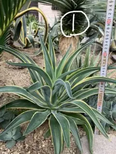 アガベ ベネズエラ ランダム24ポットセット！ C 2025年最新】アガベ