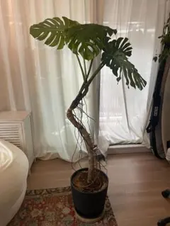 大型 モンステラ 観葉植物 鉢植え葉っぱ50cm 高さ180cm.幅2m50cm