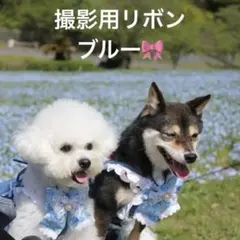 犬撮影用スタイリボン　ブルー