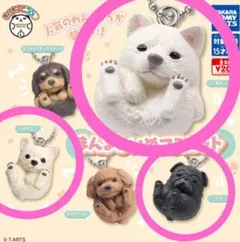 2025年最新】まんまるいぬ ガチャの人気アイテム - メルカリ