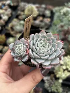 2025年最新】エレガンス 多肉の人気アイテム - メルカリ