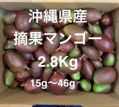 摘果マンゴー 【 現品 】4．3kg 5月2日 収穫 - メルカリ