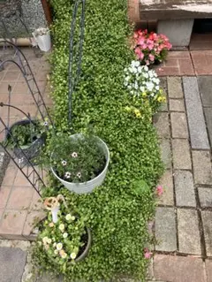 ワイヤープランツのサムネイル