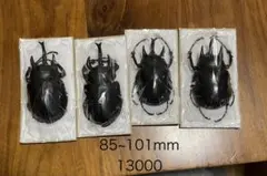 アクタエンゾウカブト　標本　4セット 2026年最新】ゾウカブト標本の人気アイテム - メルカリ