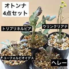 【速達】下手の横好き様専用　オトンナ4点セット　実生　鉢ごとのサムネイル