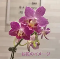 多肉植物 クラッスラ ルブリカウリス キャンディケイン 抜き苗 - メルカリ