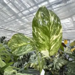 ラブコンブ様 リクエスト 2点 まとめ商品