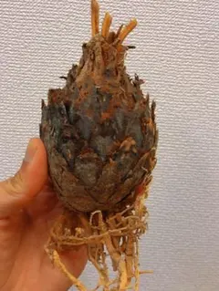 N*i様 【極上】 黄金ソテツ　大株　ソテツ　蘇鉄　黄金蘇鉄　サボテン　アガベ N*i様 【極上】 黄金ソテツ 大株 ソテツ 蘇鉄 黄金蘇鉄 サボテン