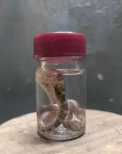 2025年最新】液浸標本の人気アイテム - メルカリ