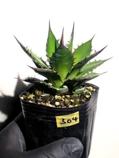 A304 ホリダ ssp ホリダ